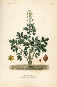 Leontice, Leontice leontopetalum, Leontice commune tekijältä Unbekannt