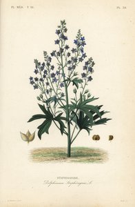 Like-Bene ja Stavessere, Delphinium Staphysagriae, Staphysagri tekijältä Unbekannt