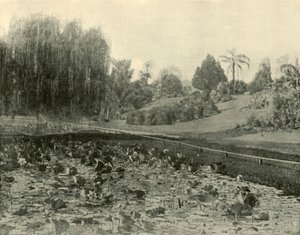 Lily Pond, Brisbanen kasvitieteellinen puutarha, 1901. tekijältä Unbekannt