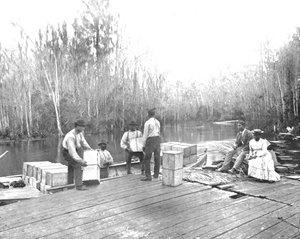 Ladataan appelsiineja Ocklawaha-joelle, Florida, USA, c1900. tekijältä Unbekannt