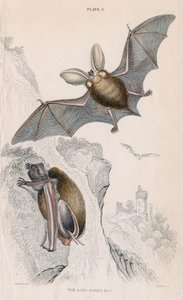 Pitkäkorvalepakko Plectorus auritus, 1828 tekijältä Unbekannt