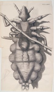 Täi tarttuu ihmisen hiuksiin Hookes Micrographiassa, 1665 tekijältä Unbekannt