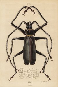 Macrotoma hayesii Beatle tekijältä Unbekannt
