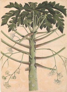 Urospapaijapuu, n. 1790-1800. tekijältä Unbekannt