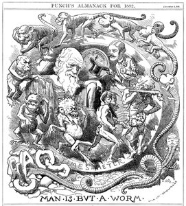 Ihminen on vain mato, sarjakuva Punchista, joka näyttää evoluution madosta ihmiseksi, 1881 tekijältä Unbekannt