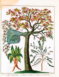Mandrake, herkkä kasvi ja akaasia, c1795 tekijältä Unbekannt