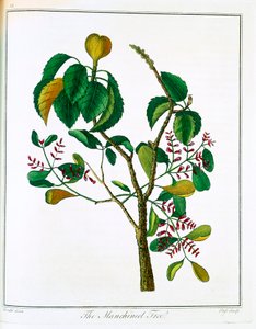 Manchineel puu Hippomane mancinella tai Poison Guava, c1795 tekijältä Unbekannt