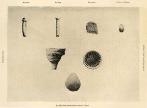 Meren organismit, Suurennus 1 12, c1908, 1909. tekijältä Unbekannt