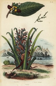 Merkintäpähkinä, Semecarpus anacardium 1 ja pingviinin tai pinuelan hedelmä, Bromelia pinguin 2 tekijältä Unbekannt