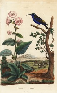 Vaahtokarkkeja, Althaea officinalis 1 ja purppurainen hunajakoru, Cyanerpes caeruleus 2 tekijältä Unbekannt