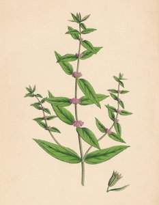 Mentha gracilis, var. aito. Hoikka minttu, 1800-luku tekijältä Unbekannt