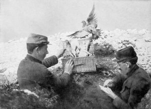 Viestikyyhkysiä vapautetaan etulinjassa, ensimmäinen maailmansota, 1915 tekijältä Unbekannt