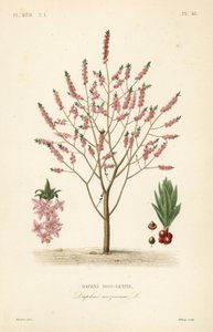 Mezereon tai spurge laurel, Daphne mezereum, Daphne bois-gentil tekijältä Unbekannt