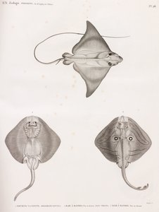 Mourine vasikkanahka & Striped Ray tekijältä Unbekannt