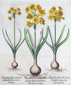 Narcissus, 1613 tekijältä Unbekannt