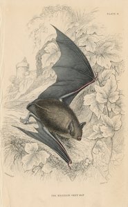 Natterers-lepakko Myotis nattereri, 1828 tekijältä Unbekannt