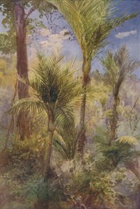 Uuden-Seelannin metsä, 1924 tekijältä Unbekannt