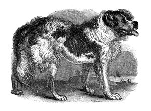 Newfoundlandin koira, 1848 tekijältä Unbekannt