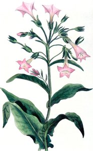 Nicotiana tabacum - tupakkakasvi, 1823 tekijältä Unbekannt