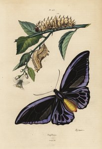 Pohjoinen lintusiipi, Ornithoptera Priamus Urvillianus 1, ja tavallisen linnunsiiven chrysalid ja toukka, Troides Helena tekijältä Unbekannt