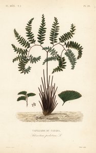 Pohjoinen neitonkarva saniainen tai viisisorminen saniainen, Adiantum pedatum, Kanadan kapillaari tekijältä Unbekannt