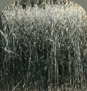 Oats Growing, Pennsylvania, U.S.A., 1903. tekijältä Unbekannt