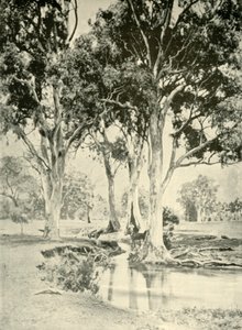 Old Gums, Mt. Crawford, Etelä-Australia, 1901. tekijältä Unbekannt