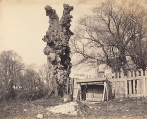 Vanha puu lähellä Chathamia, 1850-luku. tekijältä Unbekannt