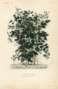 Vanhan miehen parta ja matkailijoiden ilo, Clematis vitalba, Clematite des haies tekijältä Unbekannt