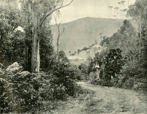 Illawarra Roadilla, N.S.W., 1901. tekijältä Unbekannt