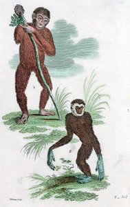 Velalliset ja Gibbon, 1822 tekijältä Unbekannt