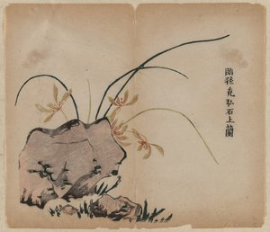 Orchid on Rocks, 1700-luku. tekijältä Unbekannt