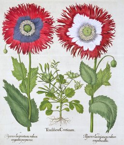 Koristeunikot, 1613 tekijältä Unbekannt