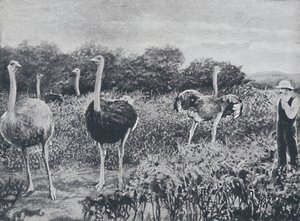 Strutsit, 1924 tekijältä Unbekannt