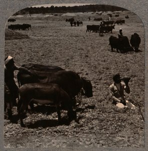 Härät tallaavat maissia, c1900 tekijältä Unbekannt