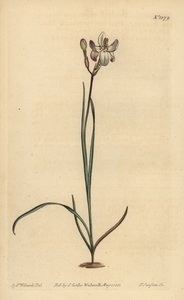 Maalattu kukkainen ixia, Ixia fucata tekijältä Unbekannt