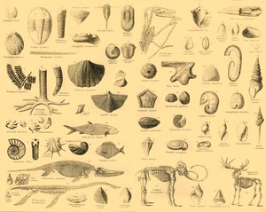 Paleontologia, 1910. tekijältä Unbekannt