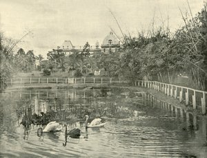 Papyrus Pond, Brisbanen kasvitieteellinen puutarha, 1901. tekijältä Unbekannt