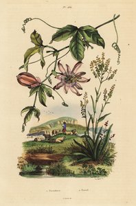 Passionflower, Passiflora uraniae 1 ja värjäyspuu, Isatis tinctoria 2 tekijältä Unbekannt