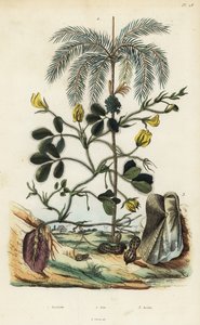 Maapähkinä- tai maapähkinäkasvi, Arachis hypogaea 1, areca pähkinäpalmu, Areca catechu 2 ja simpukka Arca semi-torta, Trisidos semitorta 3 tekijältä Unbekannt