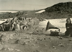 Pingviinit kuuntelemassa gramofonia kesällä 1908, 1909 tekijältä Unbekannt