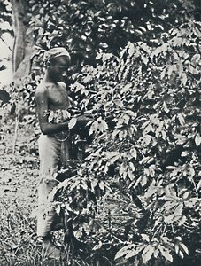 Kahvin poimiminen, 1916 tekijältä Unbekannt
