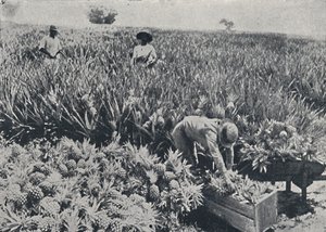 Pine-Apple Field, Queensland, 1923. tekijältä Unbekannt