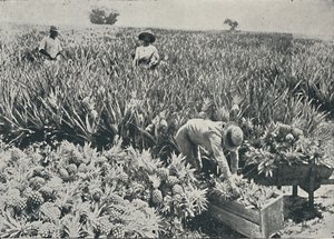 Mänty-omenaviljelmä, 1916 tekijältä Unbekannt