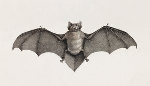 Pipistrelle-lepakko, lepakot Egyptissä tekijältä Unbekannt
