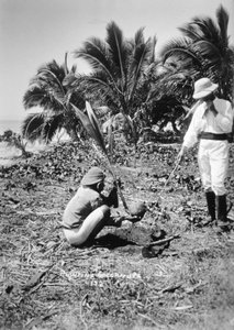 Kookospähkinöiden istutus, Salomon Island, Fidži, 1905 tekijältä Unbekannt