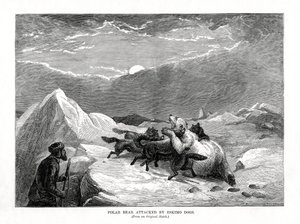 Eskimokoirien jääkarhu hyökkäsi, 1877 tekijältä Unbekannt