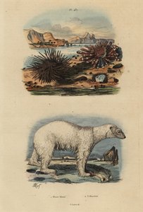 Jääkarhu, Ursus maritimus 1, haavoittuva, syötävä merisiili, Echinus esculentus 2 ja punainen kynäsiili, Heterocentrotus mammillatus 3 tekijältä Unbekannt