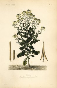 Puolalainen rapsi tai rapsiöljykasvi, Brassica rapa, Brassica campestris, rypsi tekijältä Unbekannt