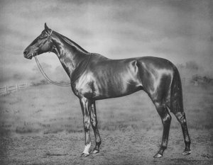 Polymelus, 1902-1924, 1911 tekijältä Unbekannt